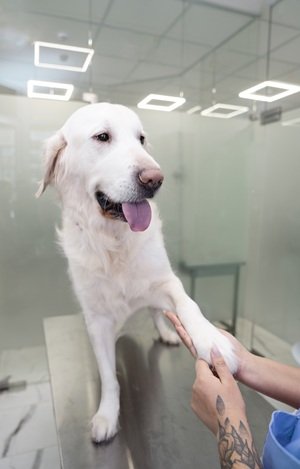 close-up-doctor-holding-dog-s-paw - Copia
