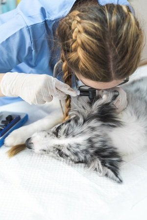 veterinarian-examining-ear-dog-with-otoscope-vet-clinic