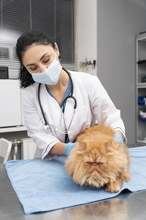veterinarian-taking-care-pet