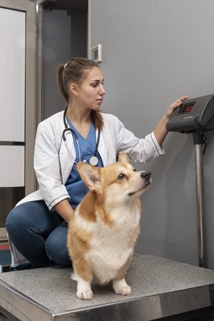 veterinarian-taking-care-pet-dog (1) - Copia