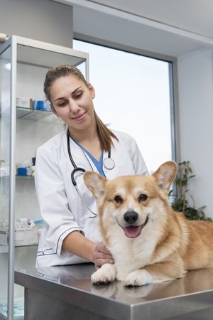 veterinarian-taking-care-pet-dog